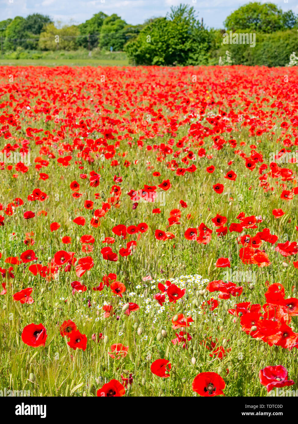 East Lothian, Scotland, United Kingdom, 19th June 2019. UK Weather: The recent wet and sunny weather has been just right for encouraging the growth of poppies which have flowered abundantly across the county. Red poppies, common poppy, Flanders poppy, field poppy or corn rose poppies in a field Stock Photo