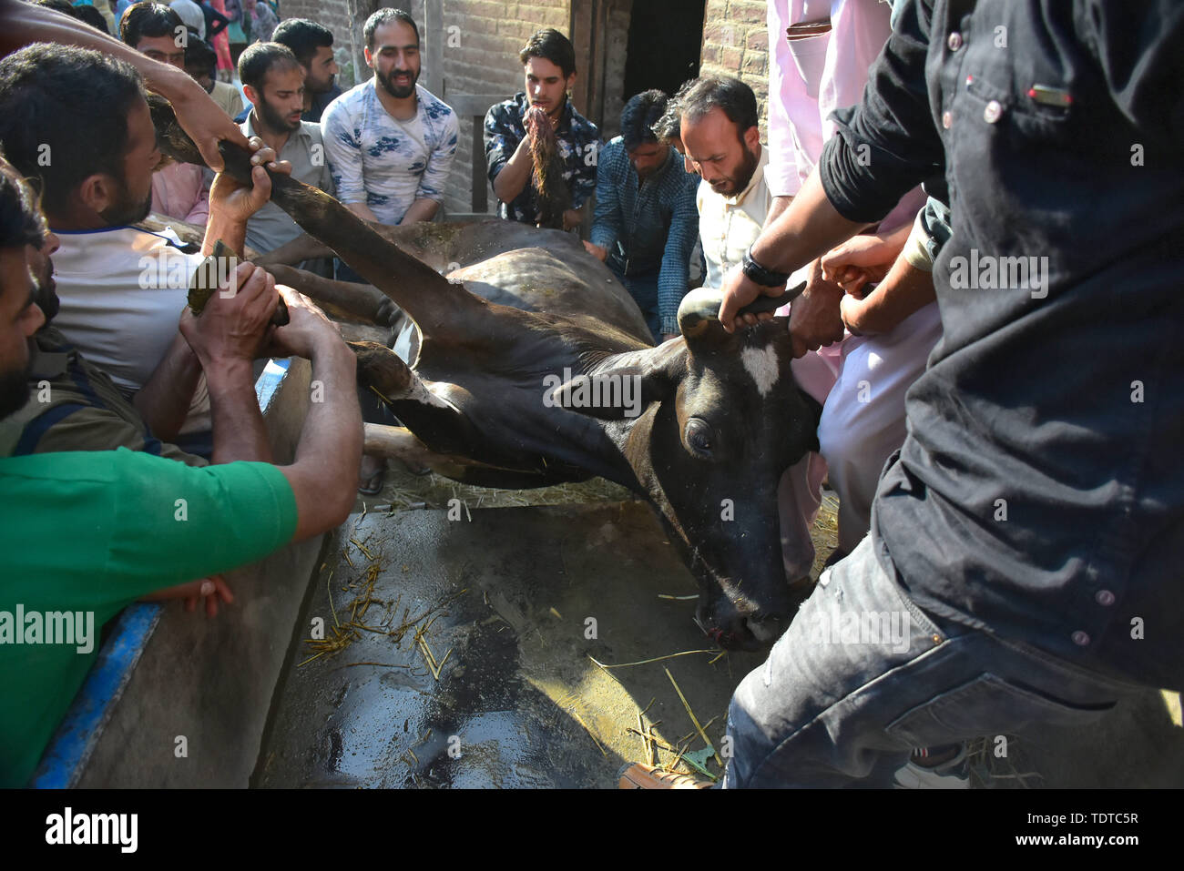 June 18, 2019 - Anantnag, Kashmir.18 June 2019. Locals remove the carcass of a cow believed to have been shot by Indian forces in the Mahrhama village of the Anantnag District in Indian Administered Kashmir. The dead cow was shot during counter-insurgency operations by the lndian forces looking for Sajad Ahmad Bhat, who was wanted by the authorities in connection with the deadly suicide attack responsible for the death of 40 paramilitary police officers on 14 February. Sajad Ahmad Bhat and his associate Tawseef Ahmed Bhat were killed during a Monday overnight encounter with Indian Forces. In a Stock Photo