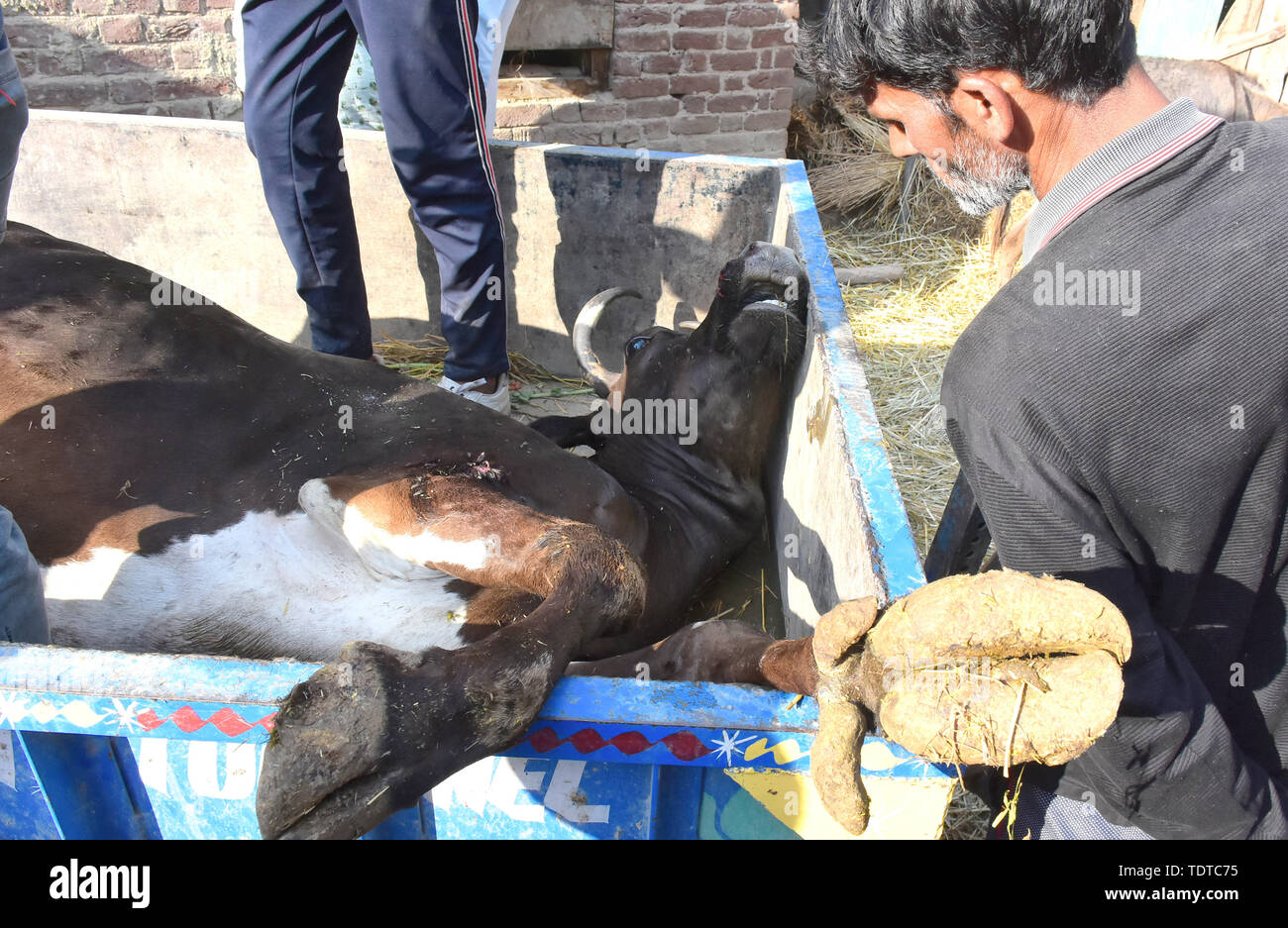 June 18, 2019 - Anantnag, Kashmir.18 June 2019. Locals remove the carcass of a cow believed to have been shot by Indian forces in the Mahrhama village of the Anantnag District in Indian Administered Kashmir. The dead cow was shot during counter-insurgency operations by the lndian forces looking for Sajad Ahmad Bhat, who was wanted by the authorities in connection with the deadly suicide attack responsible for the death of 40 paramilitary police officers on 14 February. Sajad Ahmad Bhat and his associate Tawseef Ahmed Bhat were killed during a Monday overnight encounter with Indian Forces. In a Stock Photo