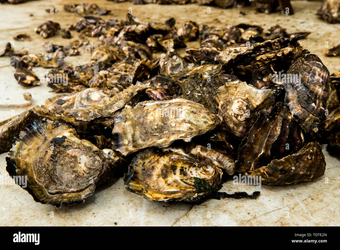 Oysters from the oyster farm owned Ciaran Gallagher and Maureen Nolan