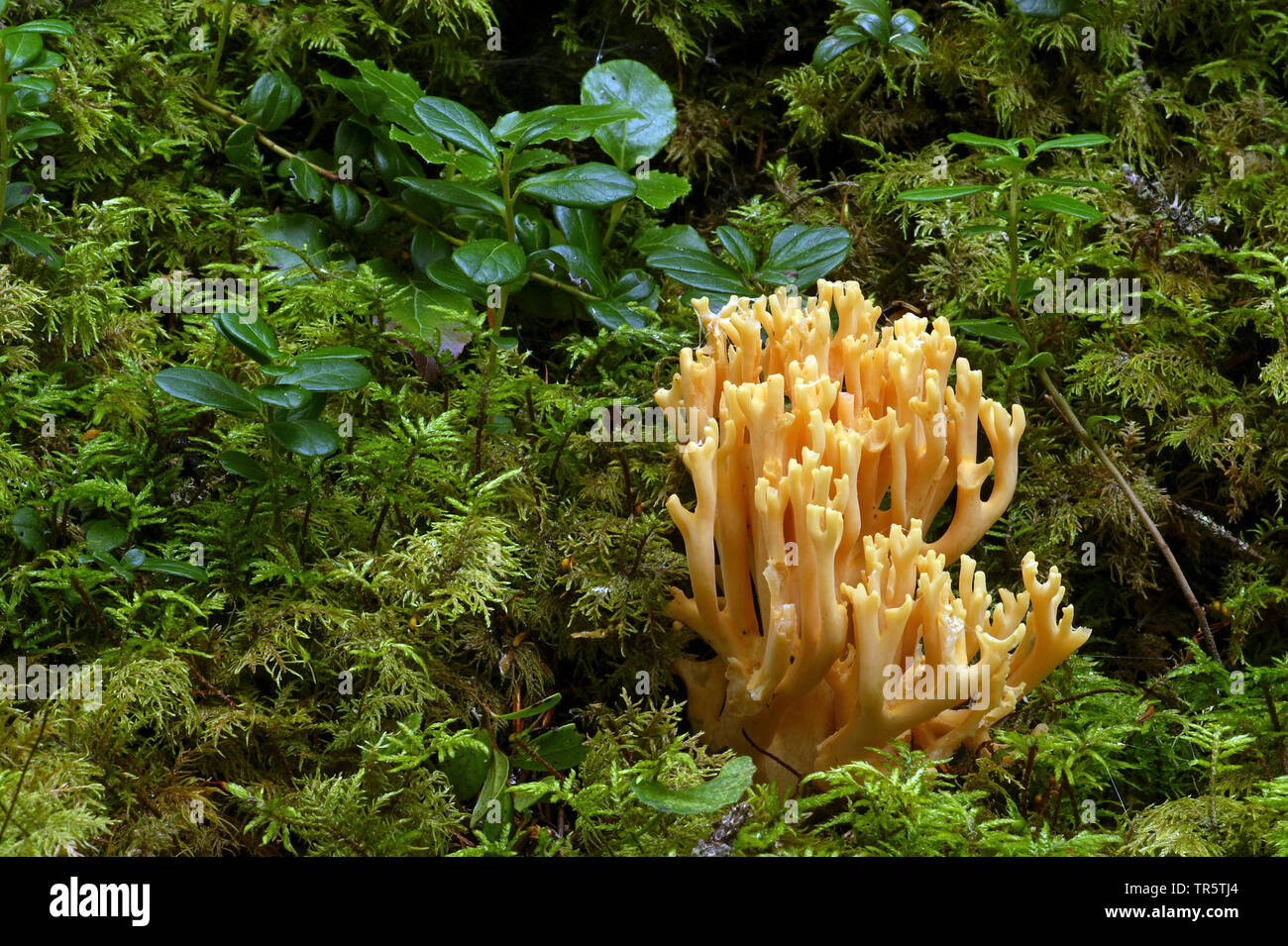 coral mushroom (spec.), Germany, North Rhine-Westphalia, Bergisches Land Stock Photo