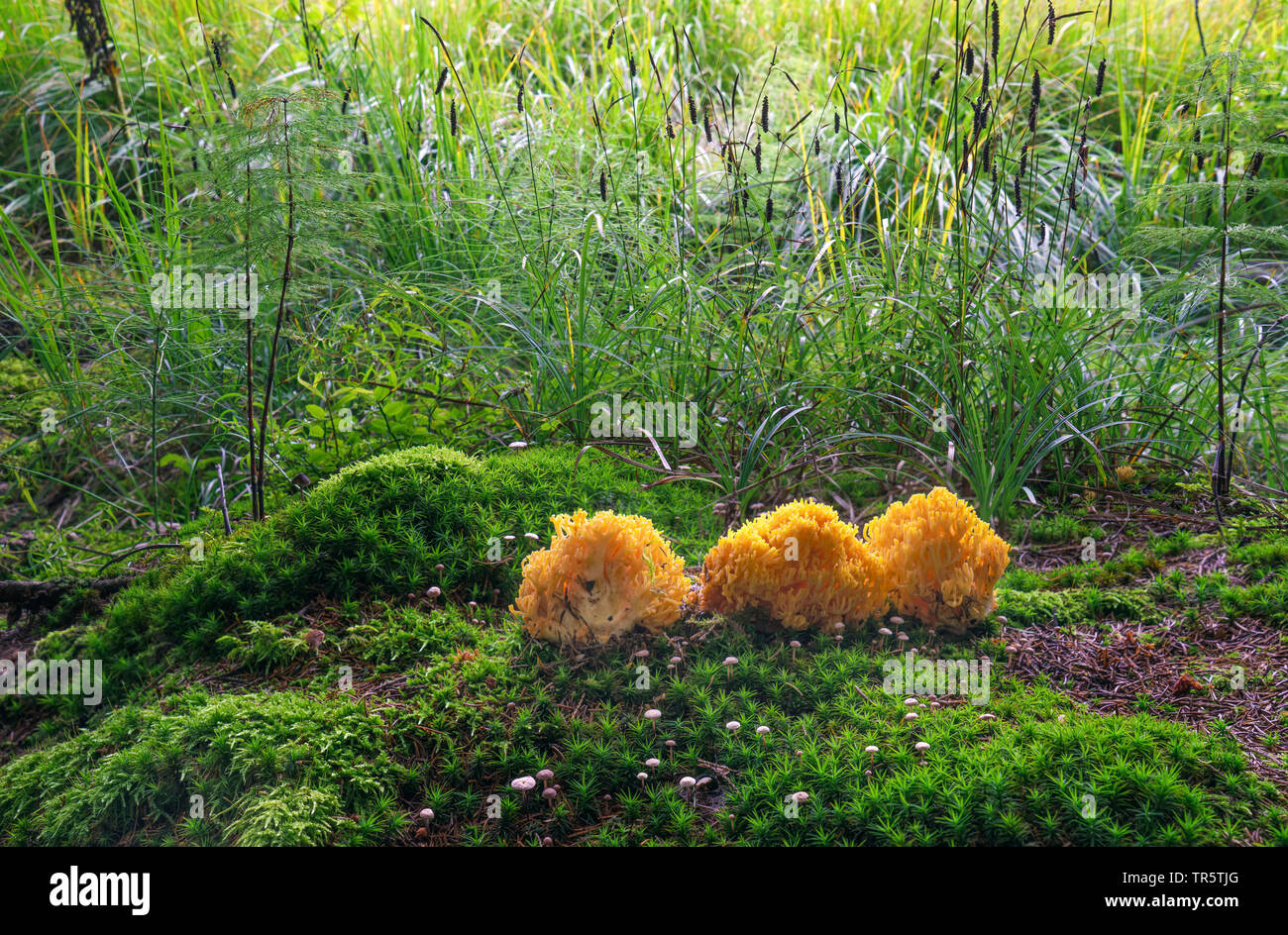 Coral Mushroom (Ramaria spec.), on moss, Germany, Bavaria, Oberbayern, Upper Bavaria Stock Photo