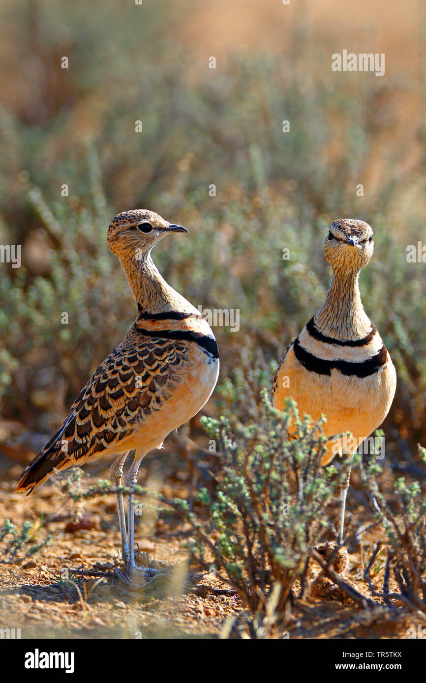 two-banded courser (Rhinoptilus africanus), pair standing together in the savanna, South Africa, Eastern Cape, Mountain Zebra National Park Stock Photo