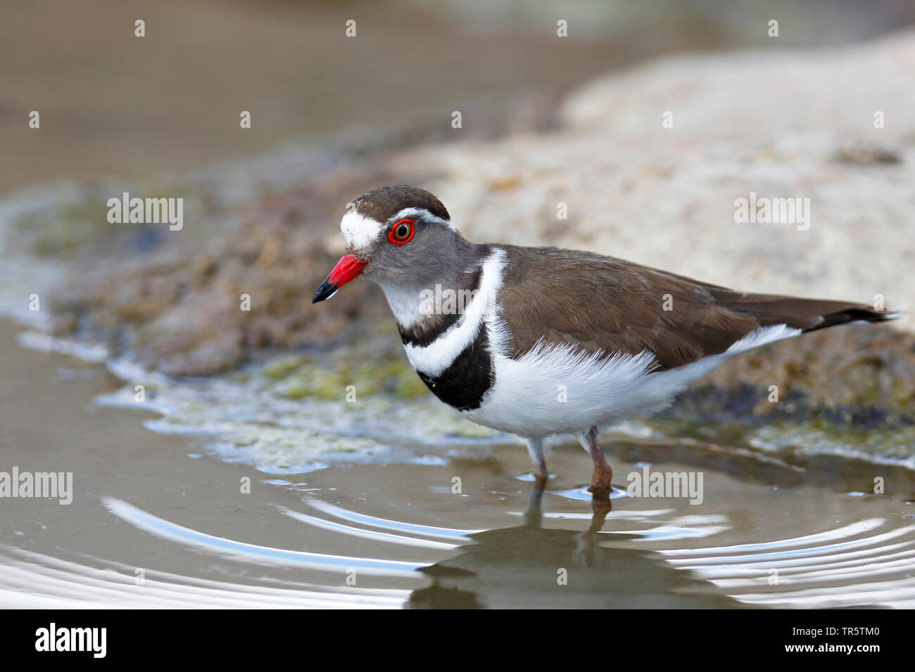three-banded plover (Charadrius tricollaris), standing in shallow water in the river valley, side view, South Africa, Mpumalanga, Kruger National Park Stock Photo