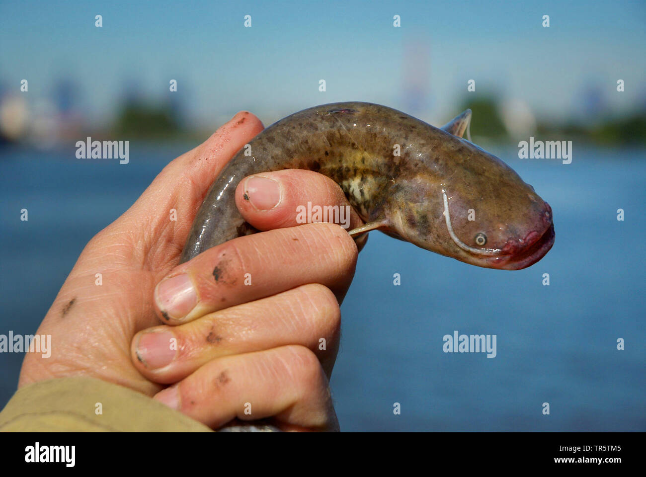 hand animal cold fish glove angle scale wet fishing to take hold of prey  booty Stock Photo - Alamy