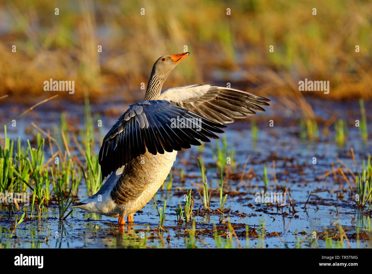greylag goose (Anser anser), standing in shallow water and fluttering, side view, Netherlands, Groningen Stock Photo