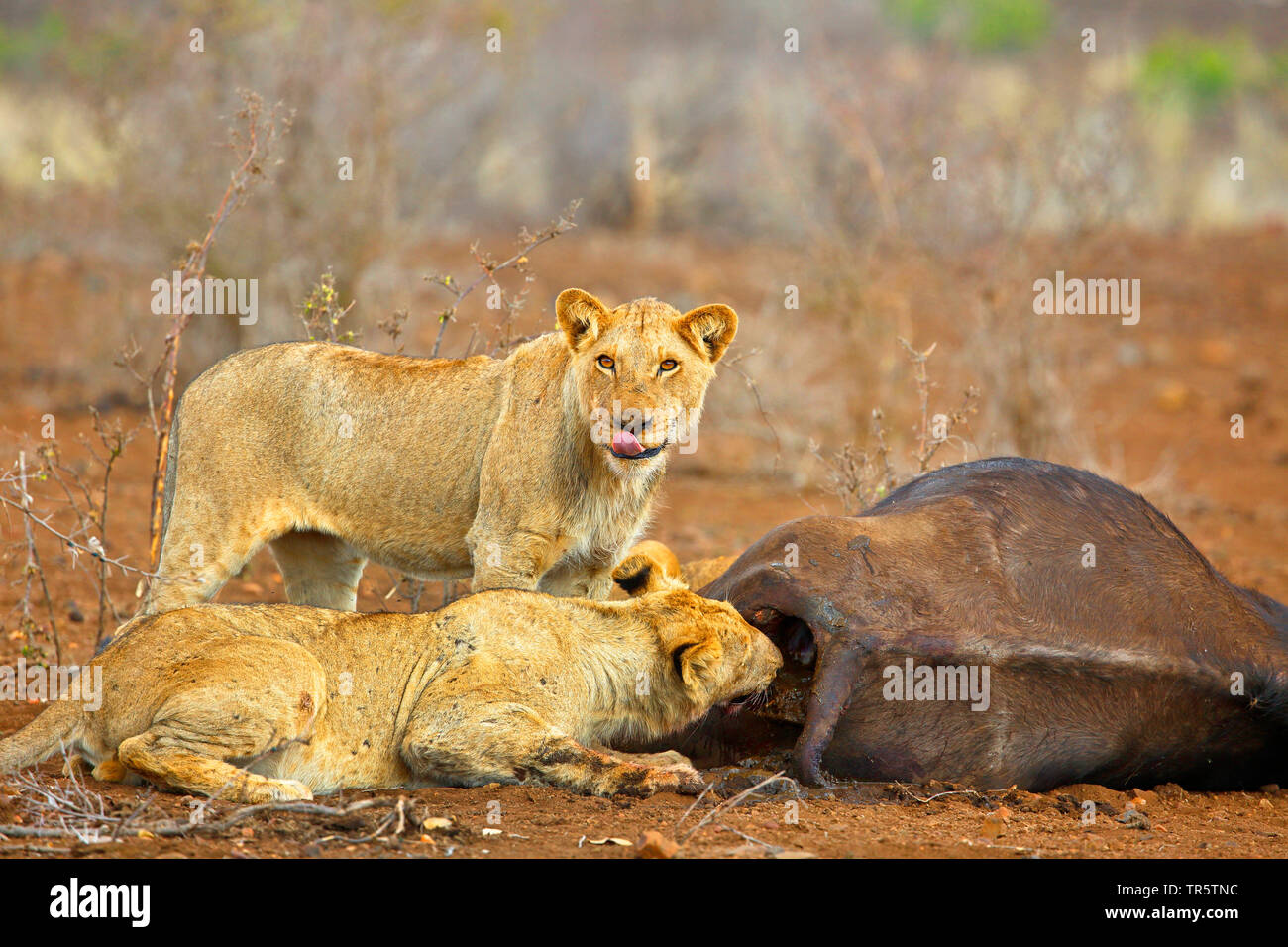 lion (Panthera leo), young animals feeding at killed buffalo, South Africa, Mpumalanga, Kruger National Park Stock Photo