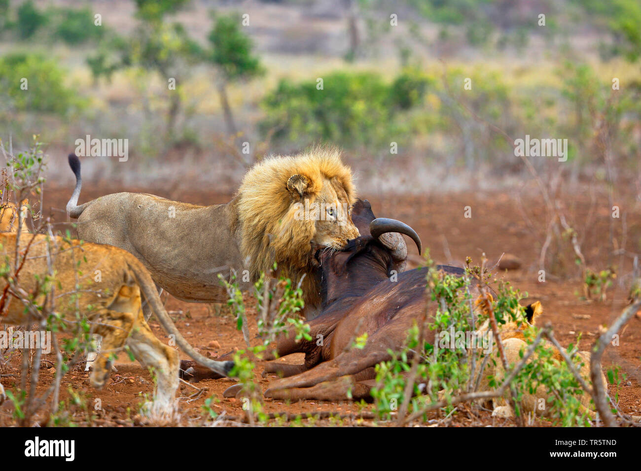 lion (Panthera leo), male biting through the throat of a buffalo, South Africa, Mpumalanga, Kruger National Park Stock Photo