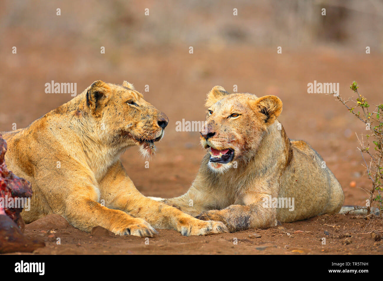 lion (Panthera leo), two young lions lying at the kill, South Africa, Mpumalanga, Kruger National Park Stock Photo