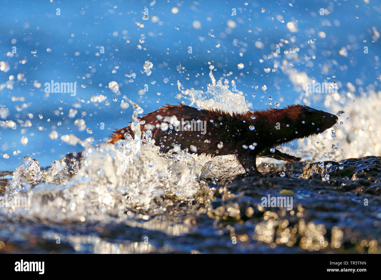 American mink, mink (Mustela vison, Neovison vison), coming out of the water, Sweden, Oeland Stock Photo