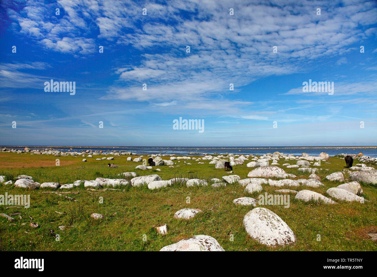 salt meadows at the southern tip of Oeland, Sweden, Oeland, Ottenby Stock Photo