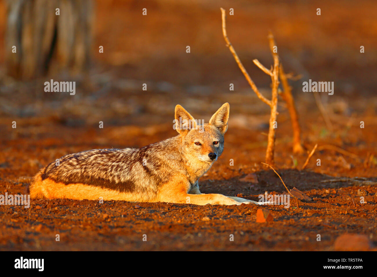 black-backed jackal (Canis mesomelas), lying in the morning light in the savanna, South Africa, Mpumalanga, Kruger National Park Stock Photo