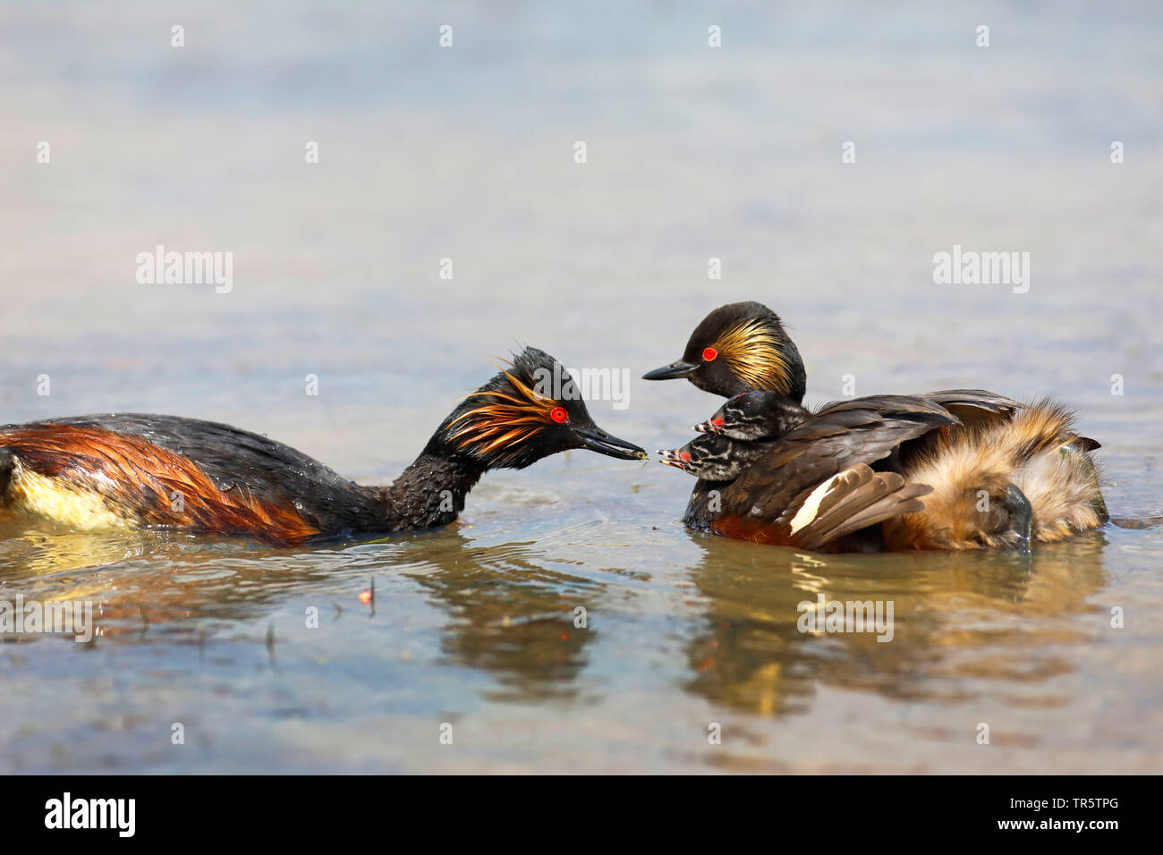 black-necked grebe (Podiceps nigricollis), swimming pair, chicks being fed, Netherlands, Groningen Stock Photo