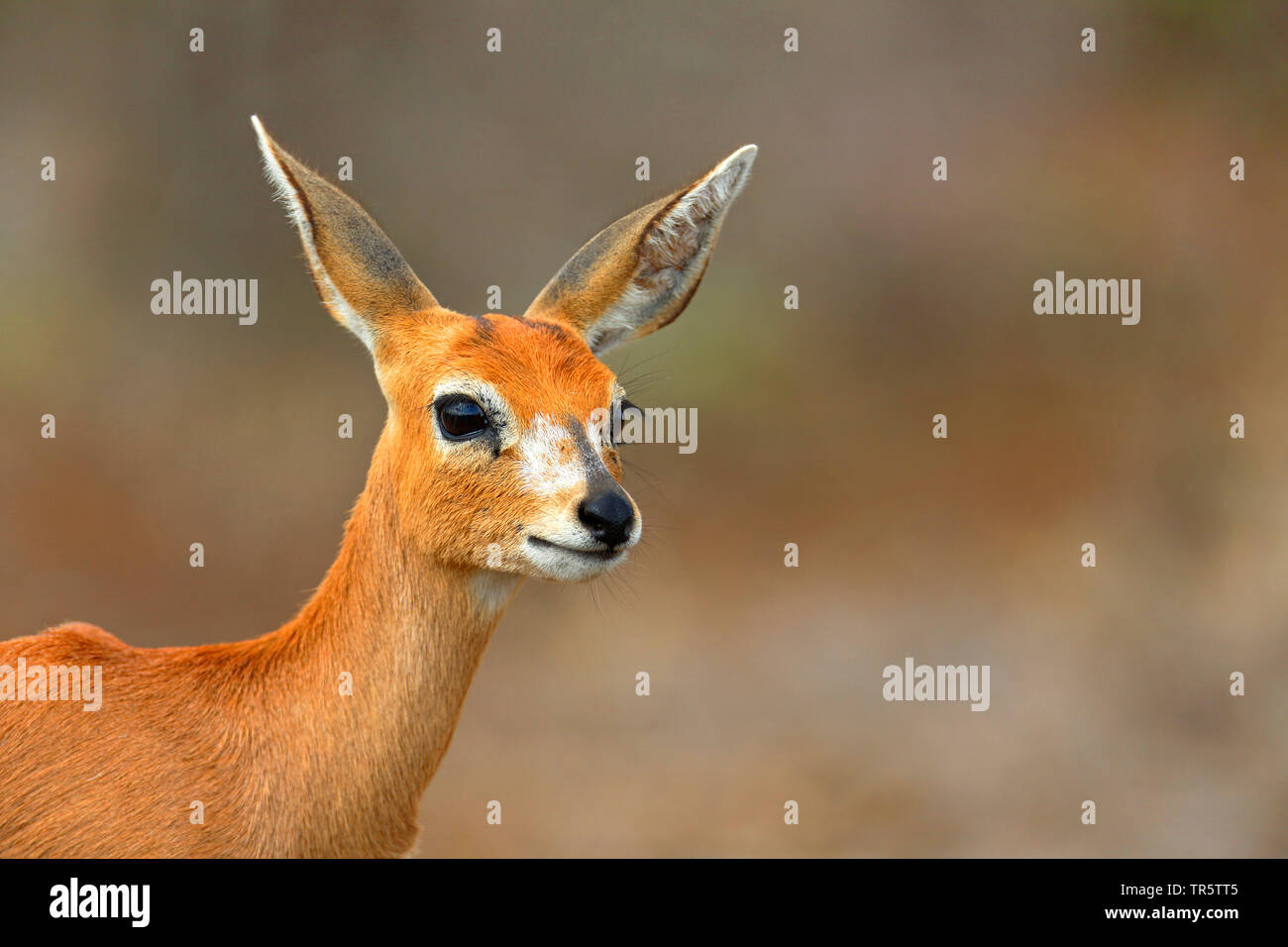 steenbok (Raphicerus campestris), female, portrait, South Africa, Mpumalanga, Kruger National Park Stock Photo