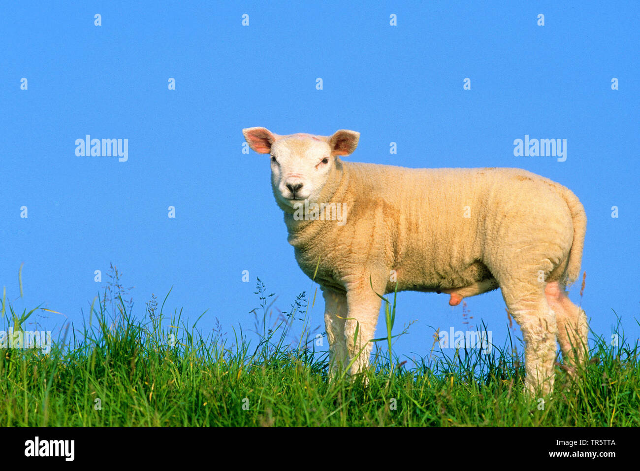 Texel sheep (Ovis ammon f. aries), ram lamb standing on the dyke, Netherlands, Makkum Stock Photo