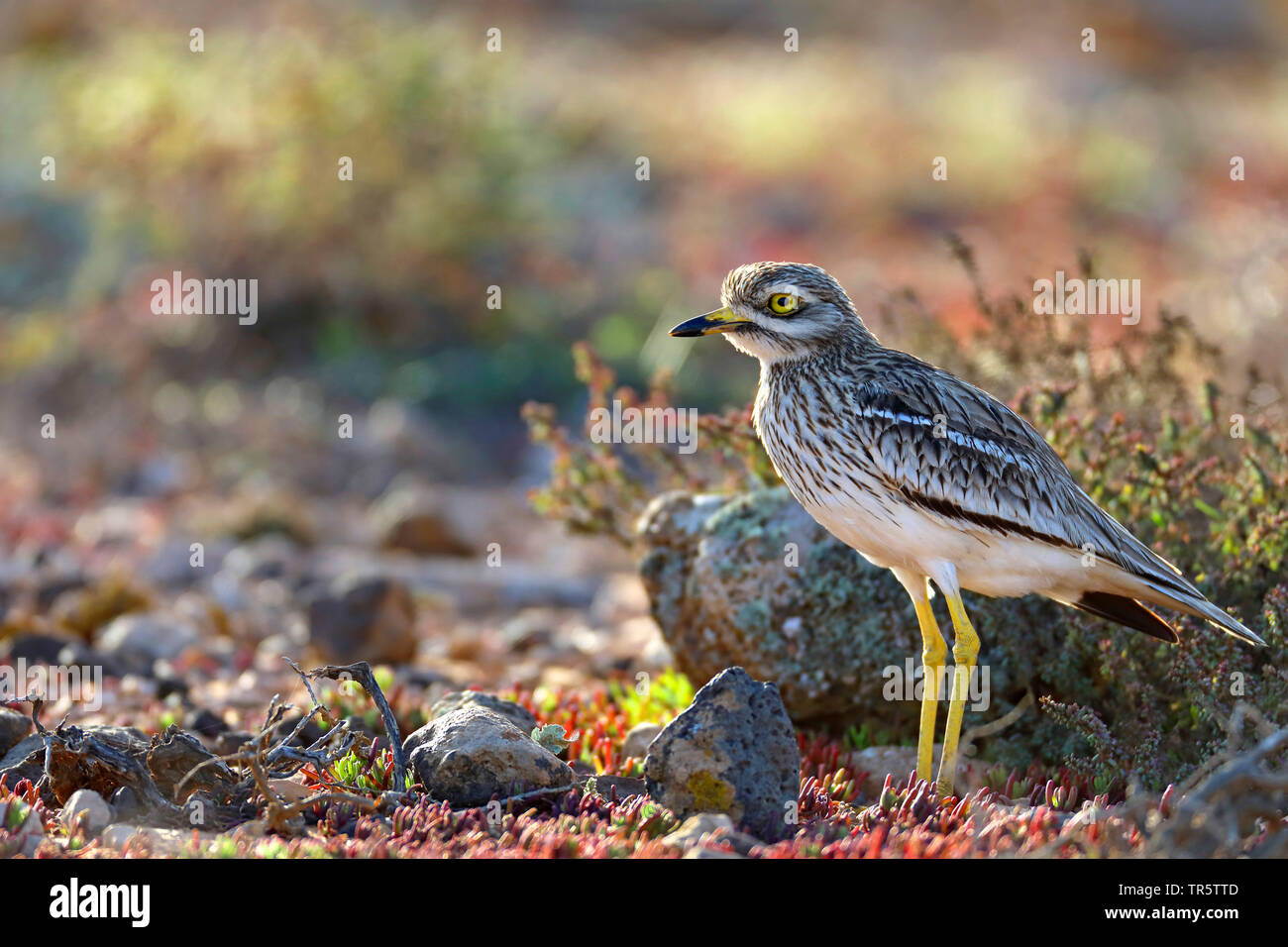 stone-curlew (Burhinus oedicnemus), standing in semi-desert, Canary Islands, Fuerteventura Stock Photo