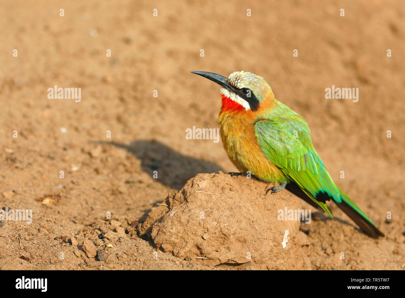 white-fronted bee eater (Merops bullockoides), sitting on the ground, side view, South Africa, Mpumalanga, Kruger National Park Stock Photo