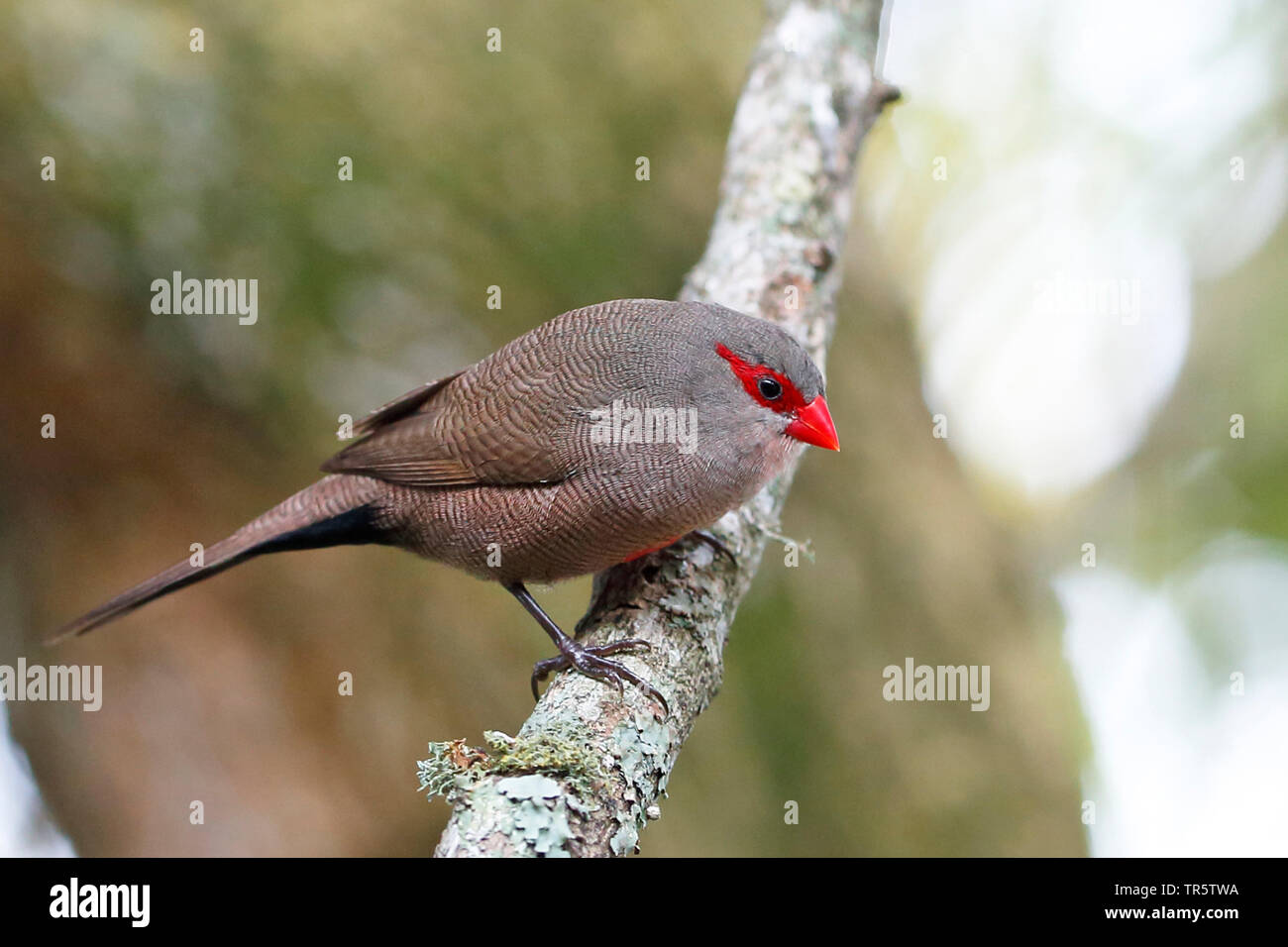 common waxbill (Estrilda astrild), sitting on a branch, South Africa, Western Cape, Wilderness National Park Stock Photo