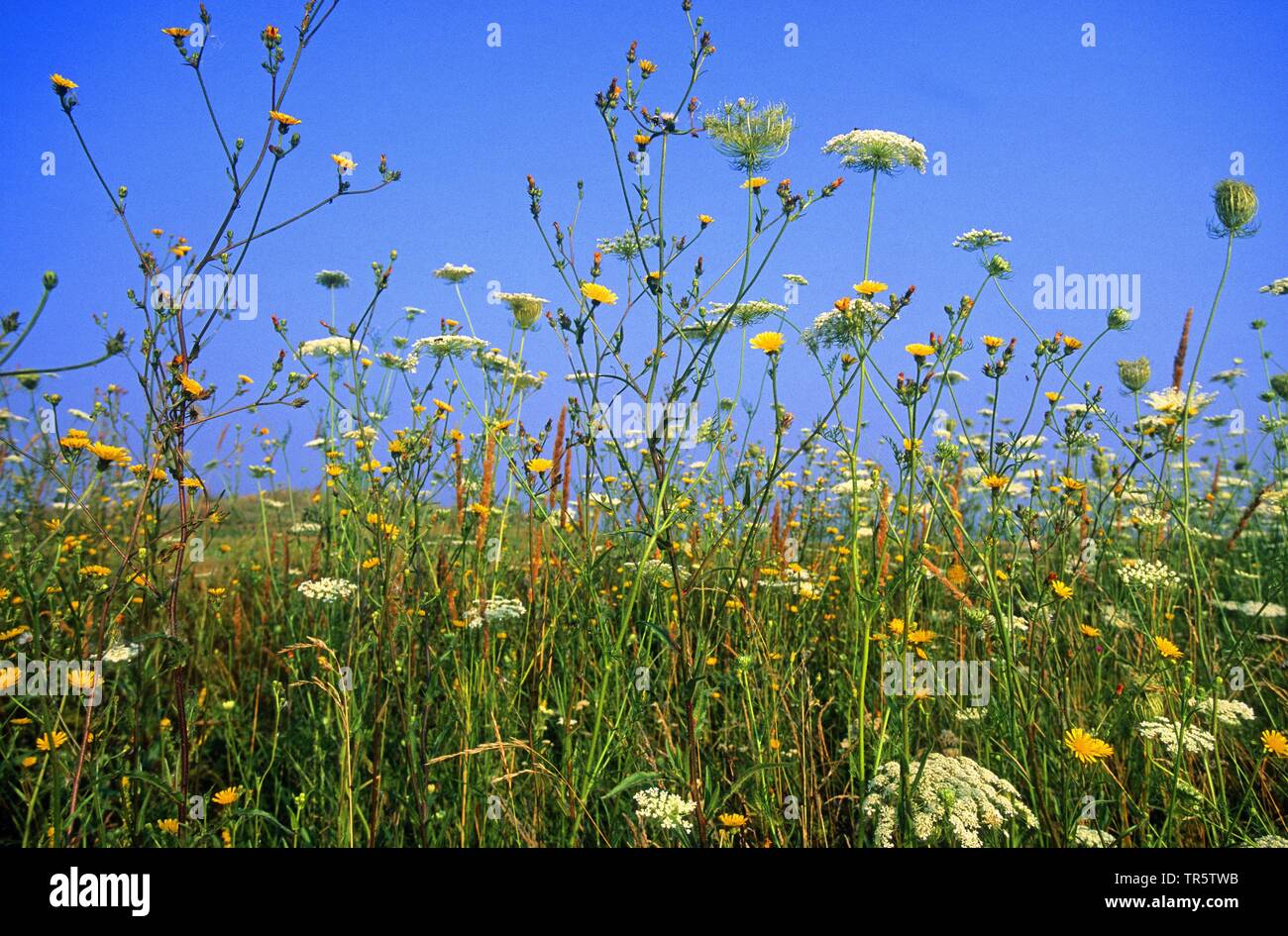 colourful flower meadow, Hungary, Hortobagy National Park Stock Photo