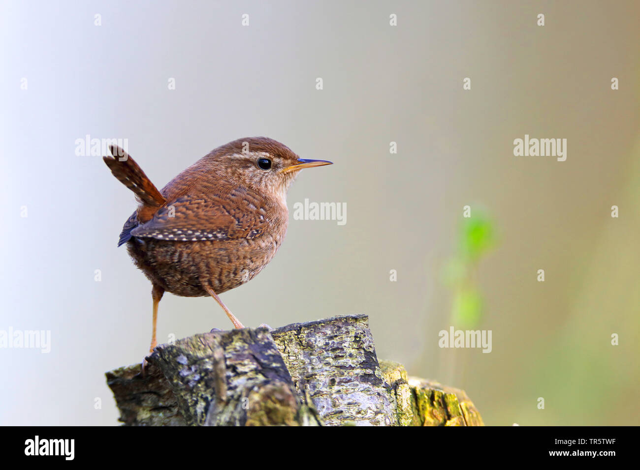 winter wren (Troglodytes troglodytes), male sitting on a tree snag, Germany, North Rhine-Westphalia Stock Photo