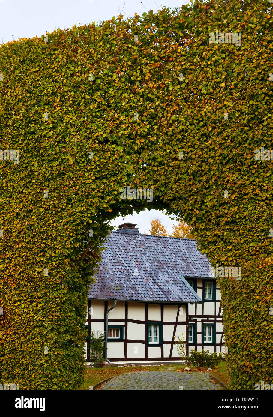 common beech (Fagus sylvatica), half-timbered house behind metre-high beech hedge with archway, district Hoefen, Germany, North Rhine-Westphalia, Eifel, Monschau Stock Photo