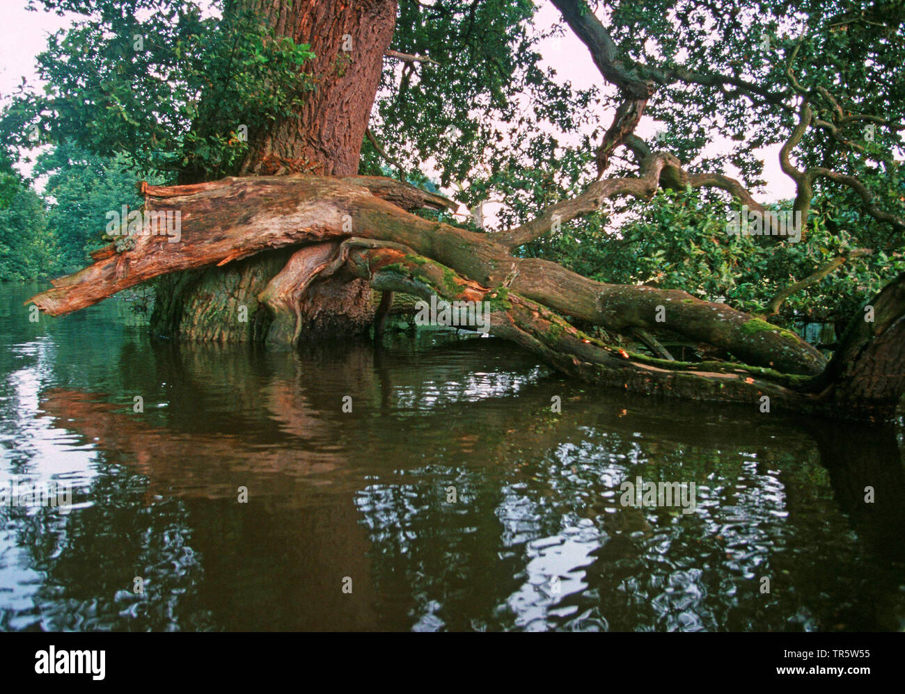 common oak, pedunculate oak, English oak (Quercus robur. Quercus pedunculata), oak ar river Elbe at high water, Germany, Lower Saxony, Pevestorf Stock Photo