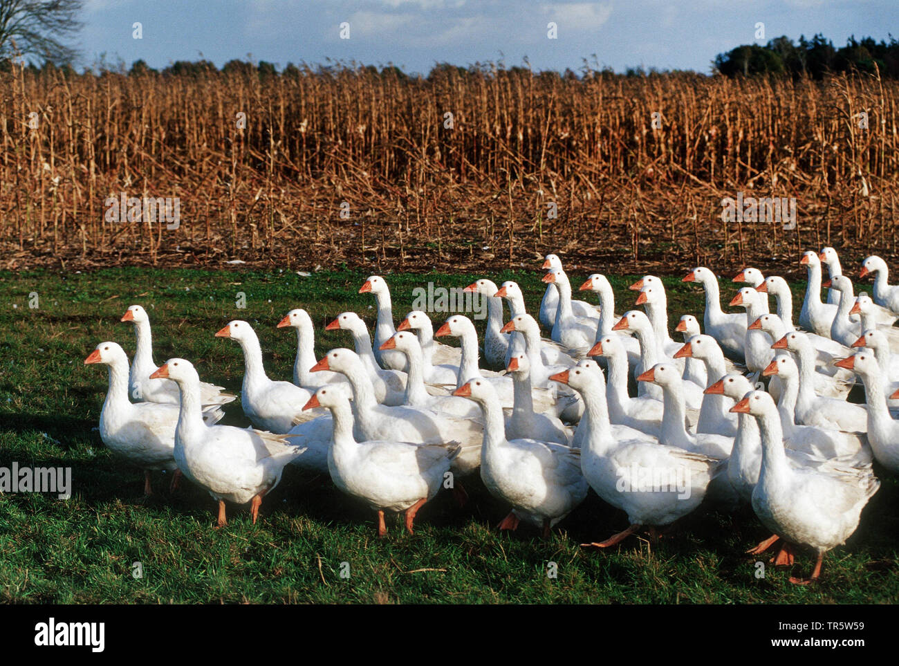 domestic goose (Anser anser f. domestica), free range geese, Germany, Lower Saxony Stock Photo