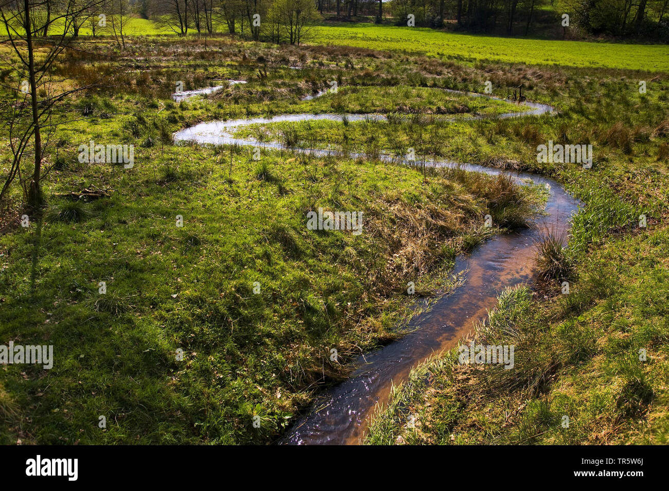 source brook of Haverbeeke, Germany, Lower Saxony, Lueneburger Heide, Niederhaverbeck Stock Photo