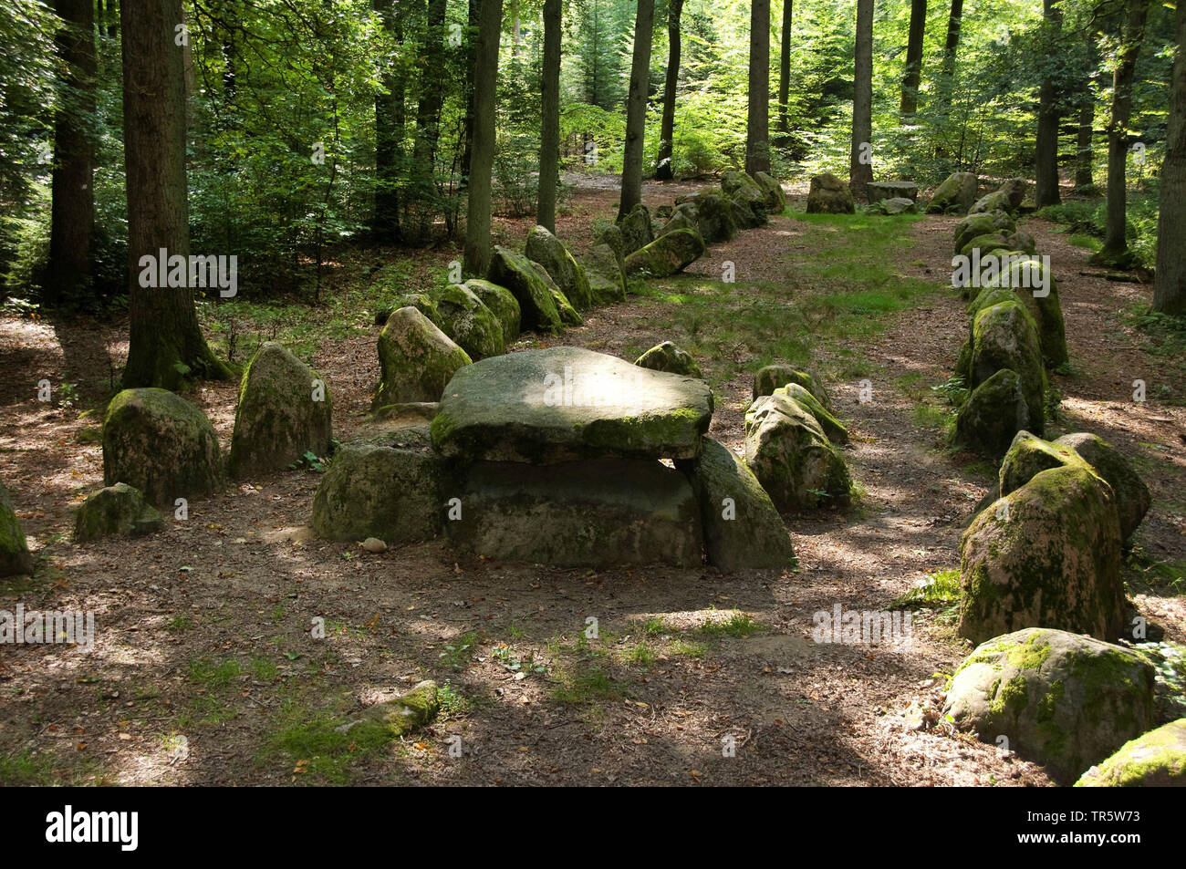 4000 years old megalithic tomb in the forest near Klecken, Germany, Lower Saxony, Klecken Stock Photo