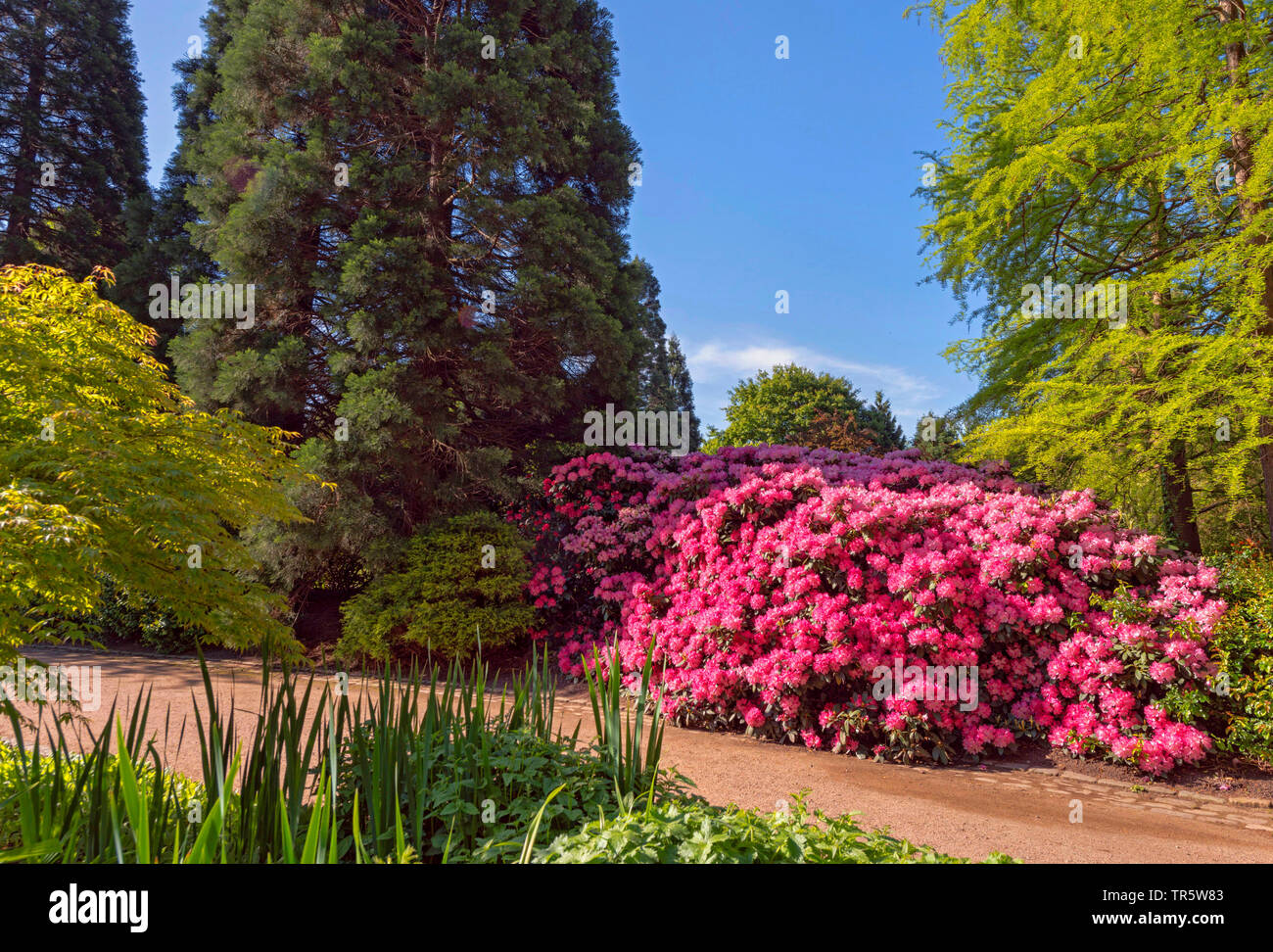 rhododendron (Rhododendron spec.), blooming in the park Planten un Blomen,  Germany, Hamburg Stock Photo - Alamy