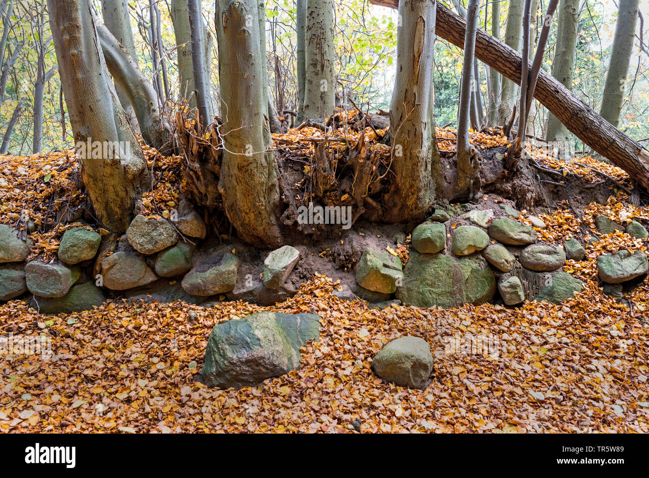 hedge bank in nature park Huettner Berge, Germany, Schleswig-Holstein Stock Photo