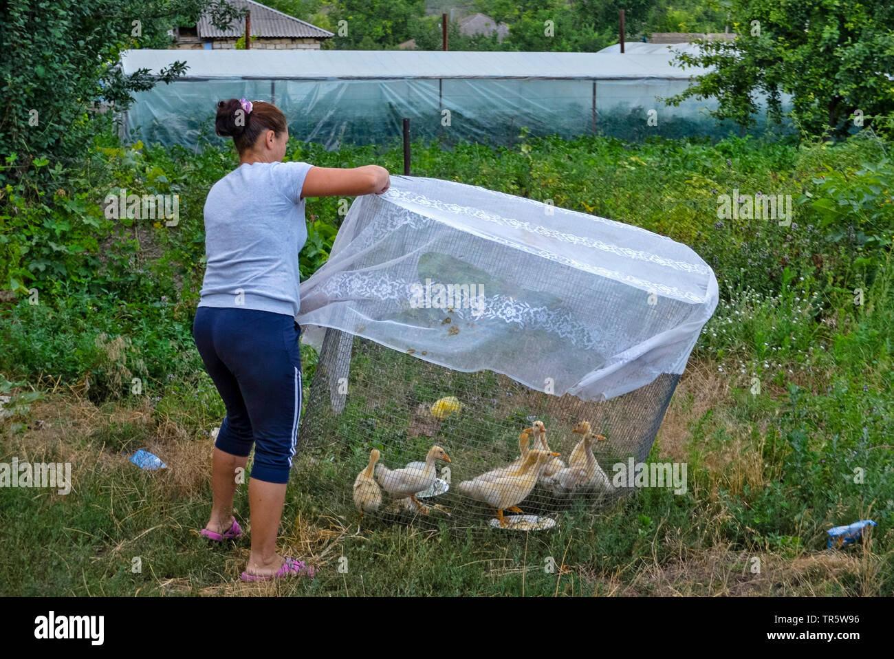 woman with ducklings, Moldova, Puchaceni Stock Photo