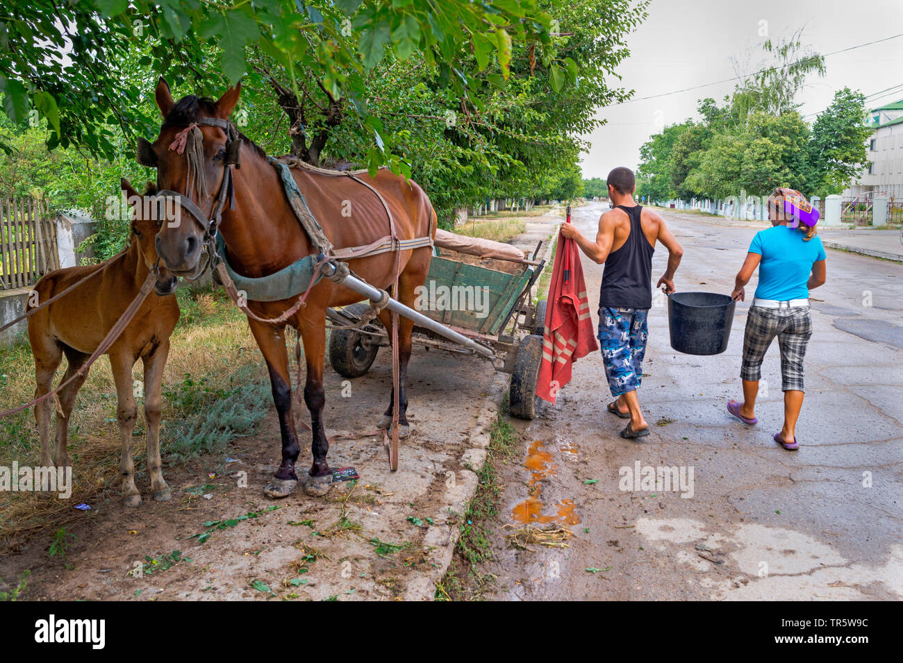 domestic horse (Equus przewalskii f. caballus), two persons lifting up a bucket on horse and cart with foal roadsides, Moldova, Delacau Stock Photo