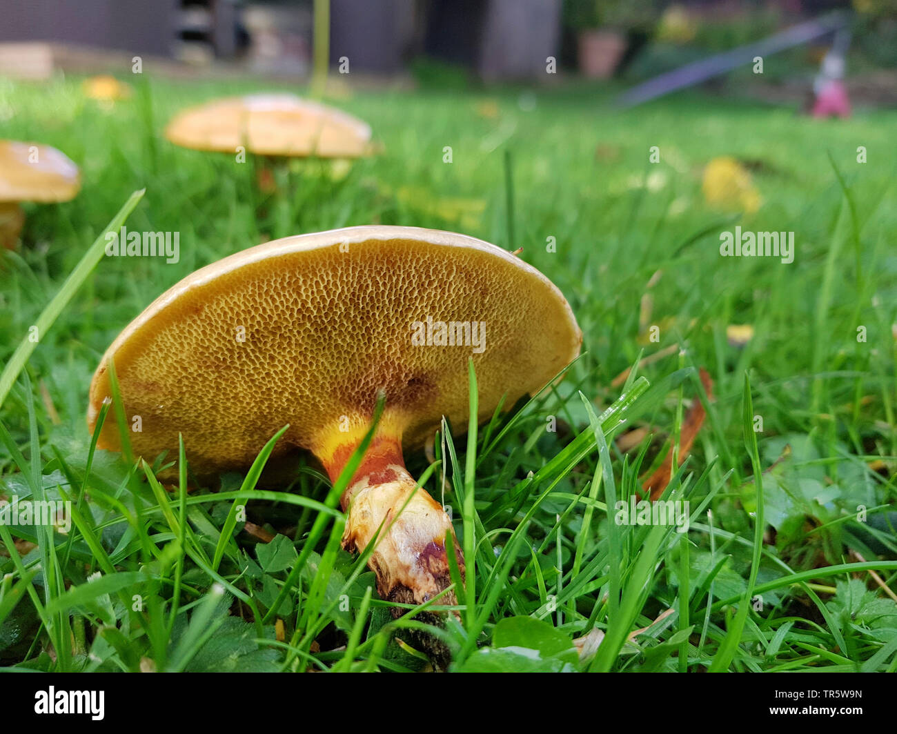 Larch bolete (Suillus grevillei), fruiting body in a meadow under a larch, Germany, North Rhine-Westphalia Stock Photo