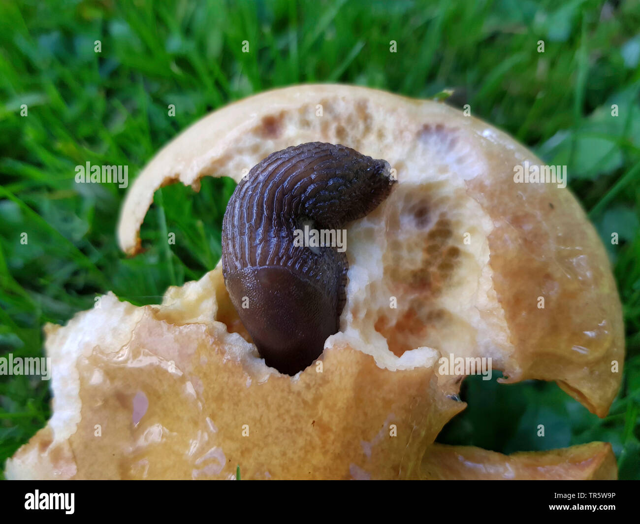 Larch bolete (Suillus grevillei), fruiting body in a meadow under a larch with snail, Germany, North Rhine-Westphalia Stock Photo