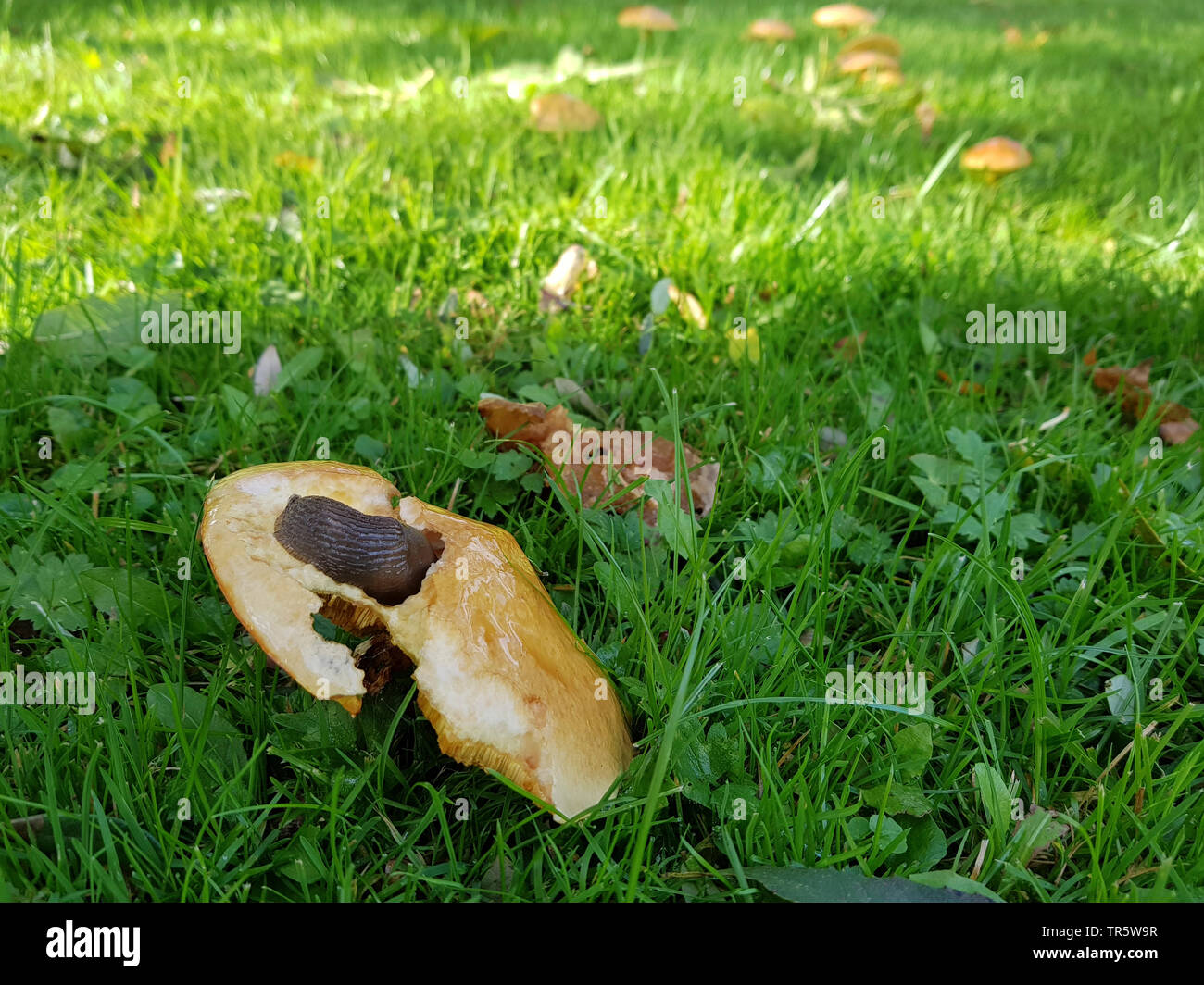 Larch bolete (Suillus grevillei), fruiting body in a meadow under a larch with snail, Germany, North Rhine-Westphalia Stock Photo
