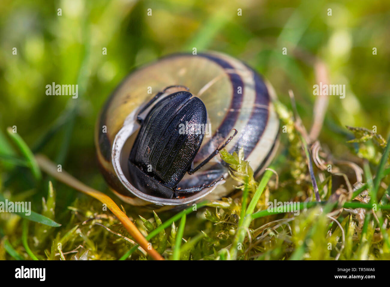 Carrion beetle (Phosphuga atrata, Silpha atrata), inspecting the snail shell of the garden banded snail, Germany, Bavaria, Niederbayern, Lower Bavaria Stock Photo