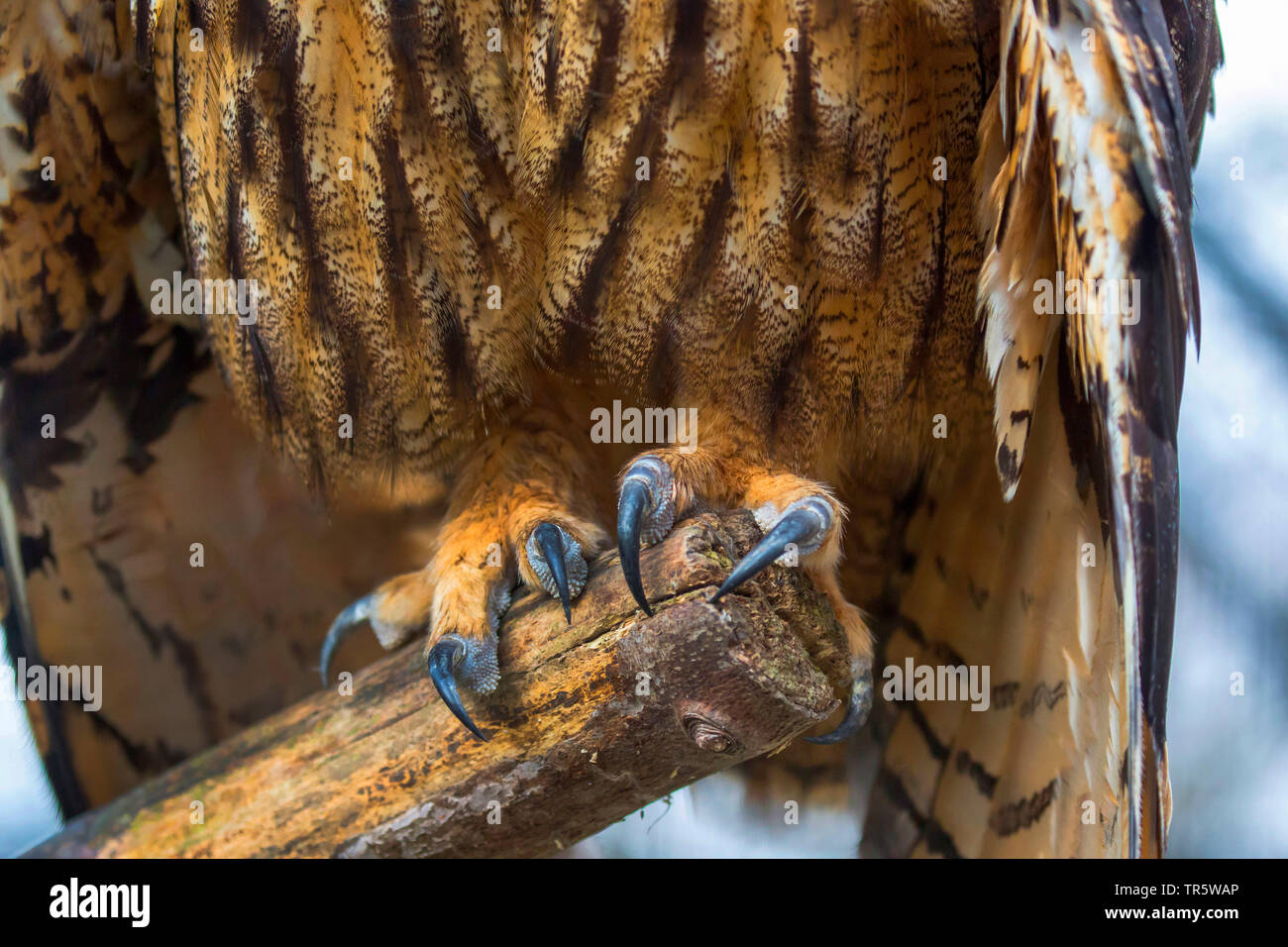 northern eagle owl (Bubo bubo), talons, claws in detail, Germany, Bavaria, Niederbayern, Lower Bavaria Stock Photo