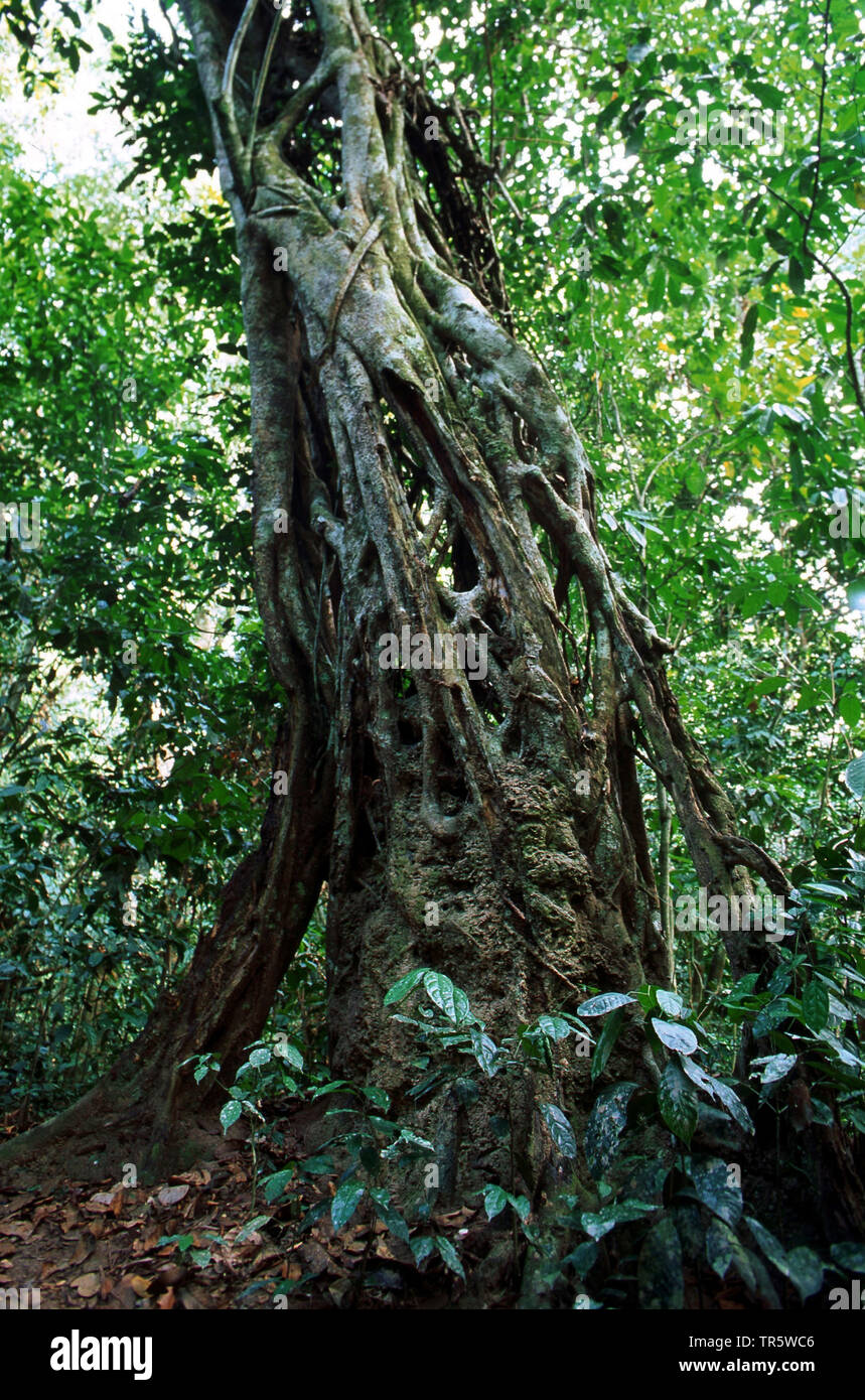 strangler fig (Ficus spec.), strangler fig in the tropical rainforest, Republic of the Congo, Ituri Stock Photo