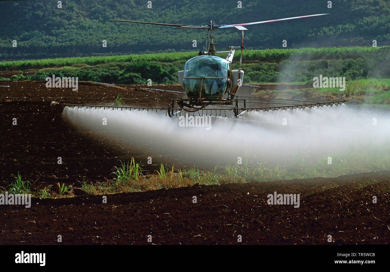 sugar cane (Saccharum officinarum), helicopter spraying oesticides over a sugar cane field on Kaua'i, USA, Hawaii, Kauai Stock Photo