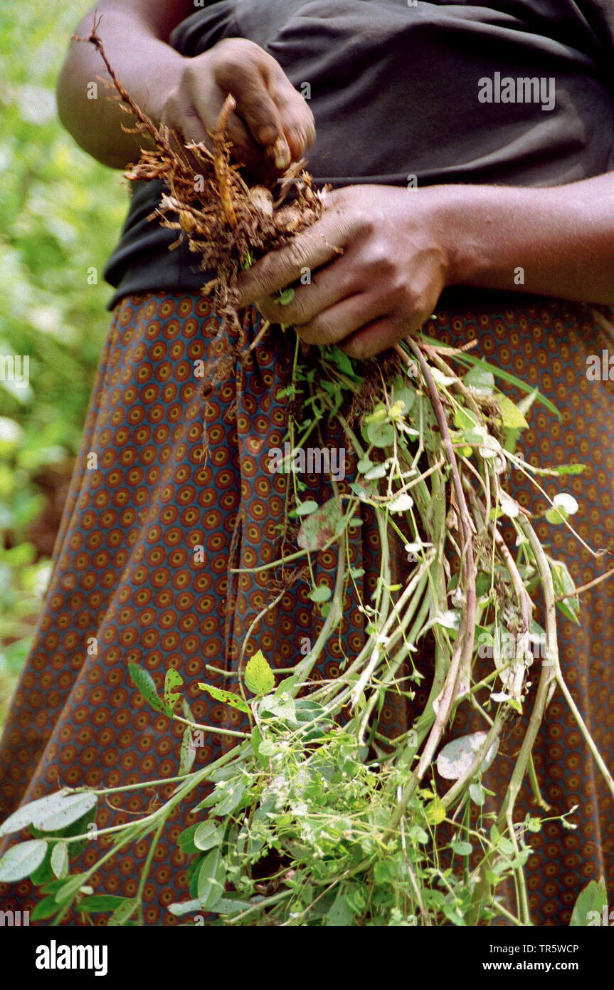 ground-nut, peanut (Arachis hypogaea), woman harvesting peanuts on a plantage, Republic of the Congo, Goma Stock Photo