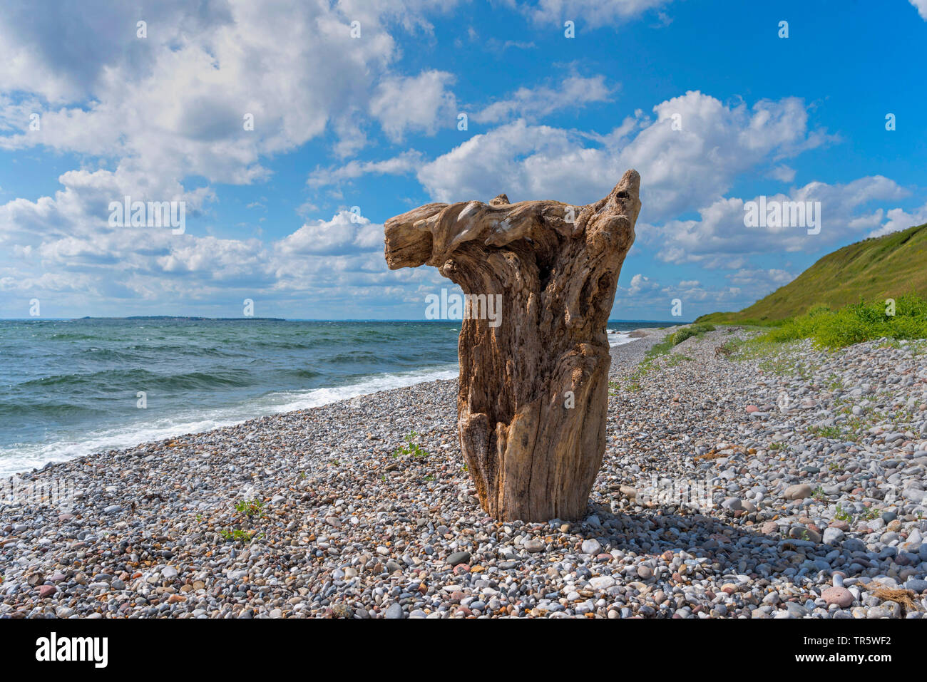 dead tree stump at the pebble beach of the Danish Baltic Sea island Samsoe, Denmark, Samsoe Stock Photo