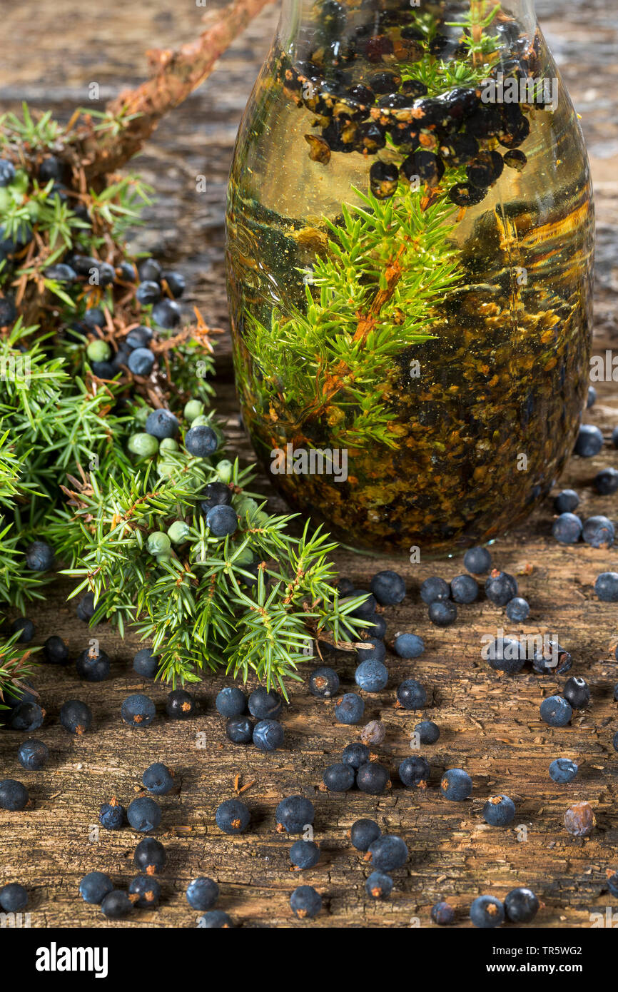 Common juniper, Ground juniper (Juniperus communis), selfmade juniper booze, Germany Stock Photo
