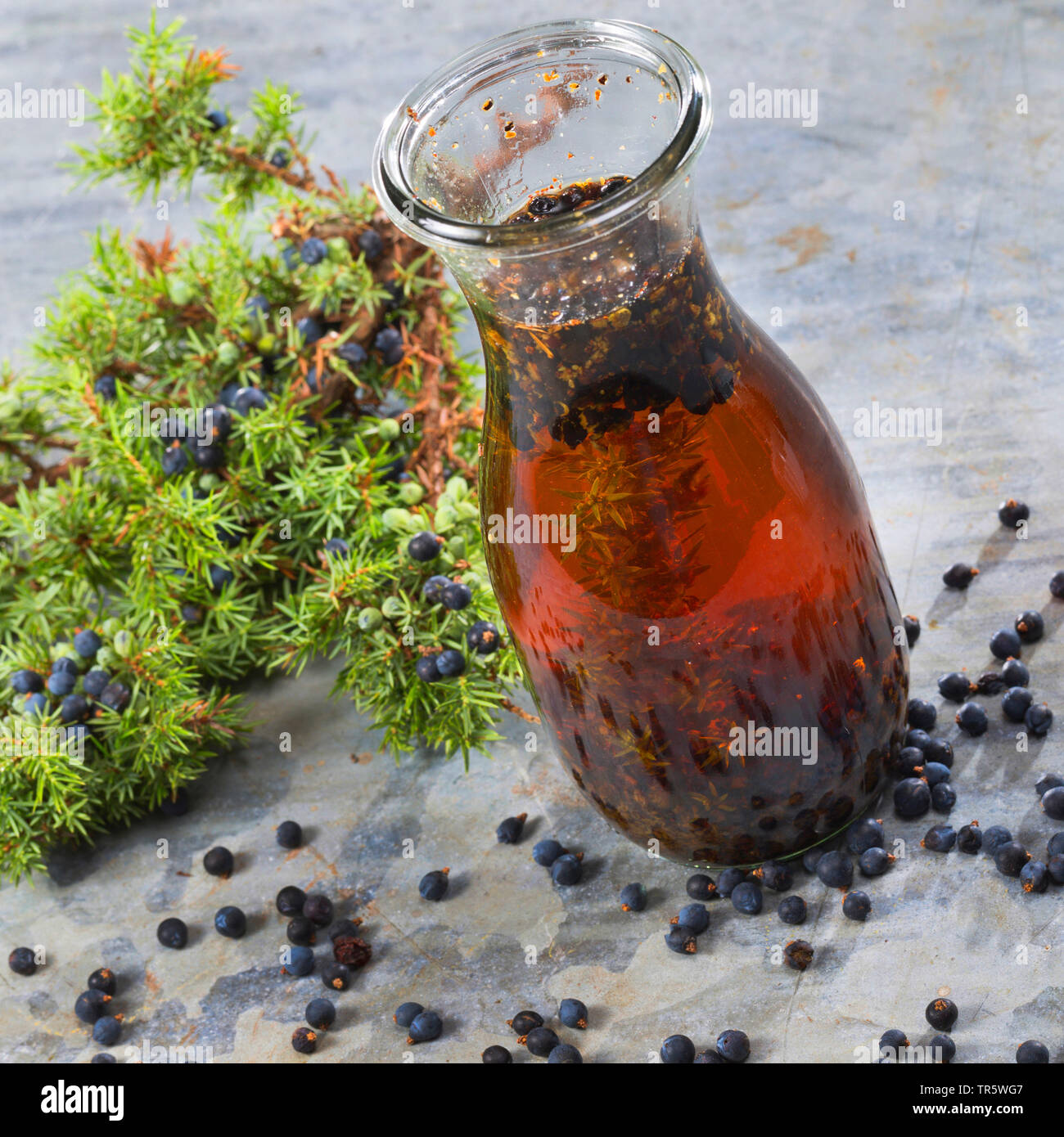 Common juniper, Ground juniper (Juniperus communis), selfmade juniper booze, Germany Stock Photo