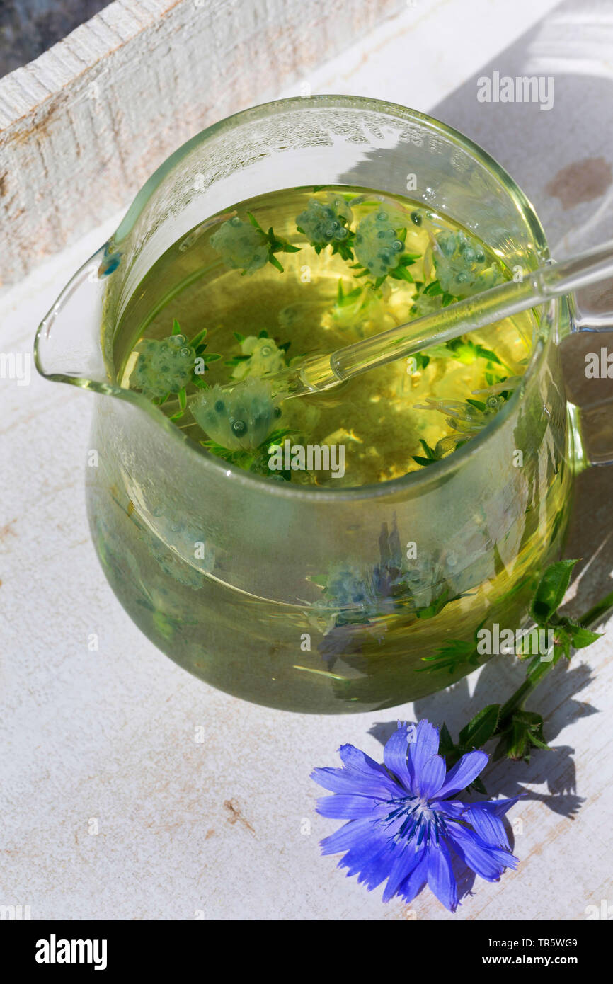 blue sailors, common chicory, wild succory (Cichorium intybus), selfmade tea from blue sailors, Germany Stock Photo