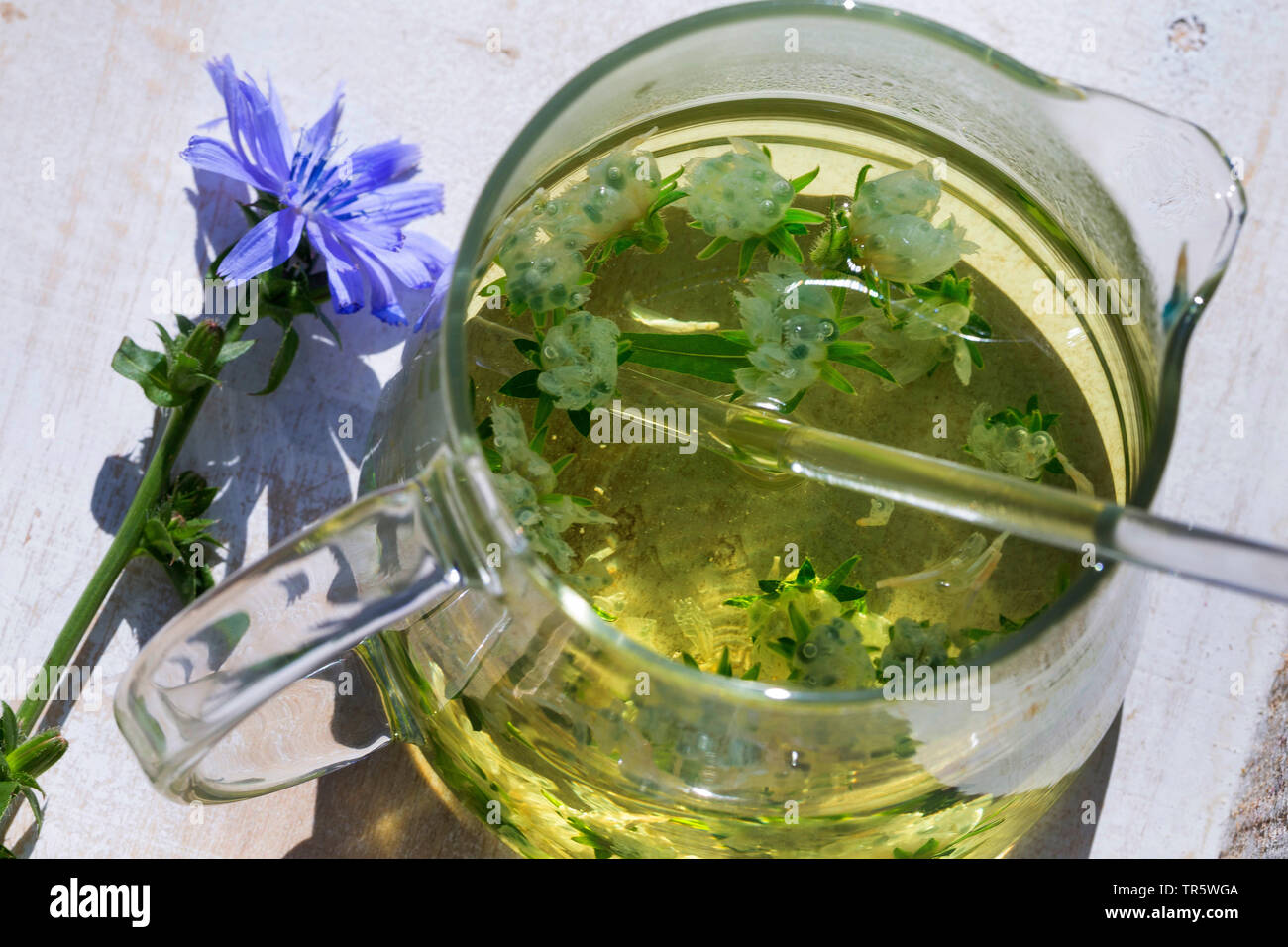 blue sailors, common chicory, wild succory (Cichorium intybus), selfmade tea from blue sailors, Germany Stock Photo