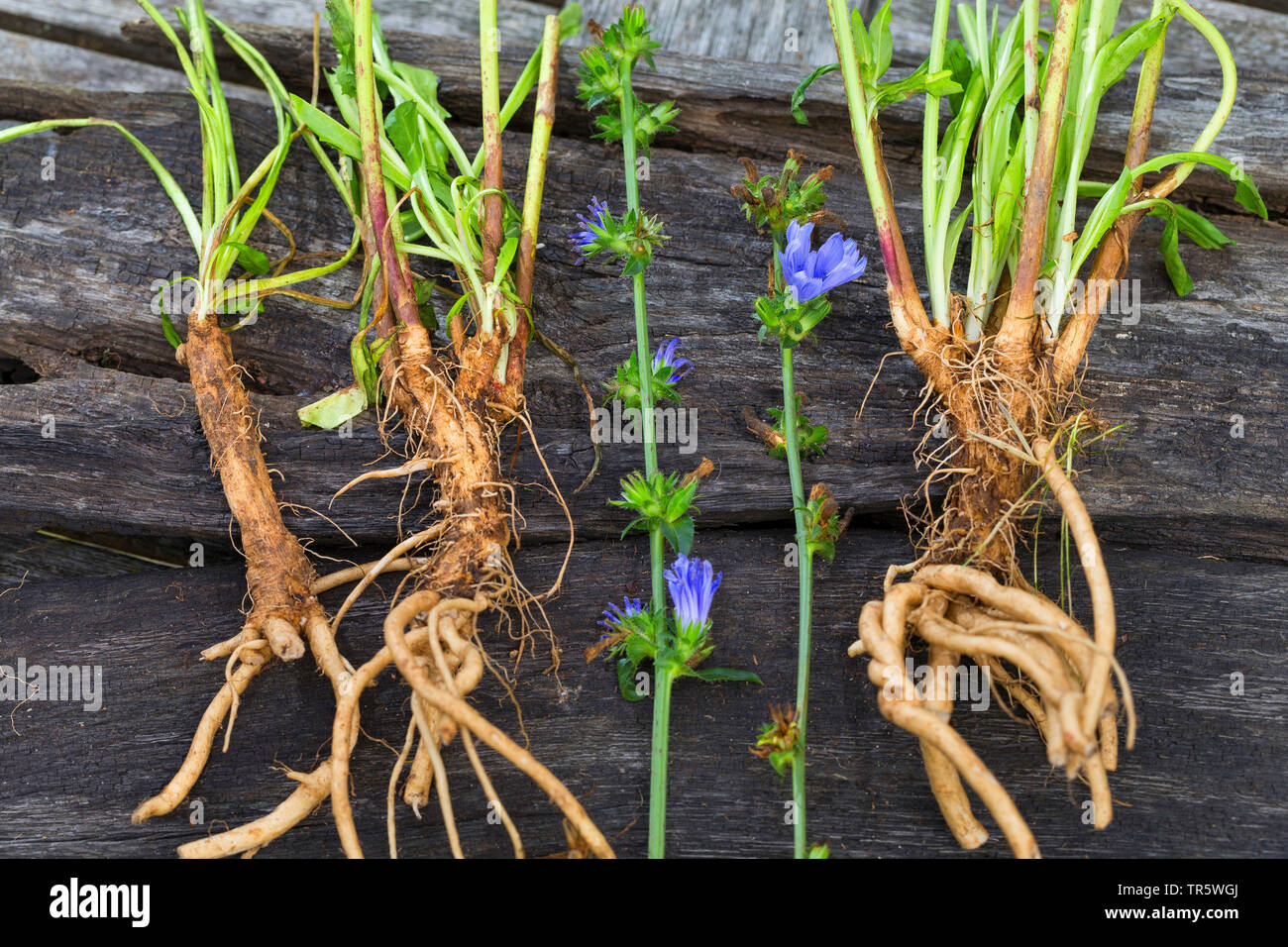 Succory Flowering plant roots hi-res stock photography and images - Alamy