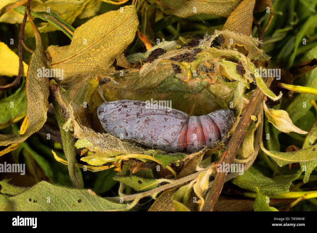 rosy underwing (Catocala electa), pupa, Germany Stock Photo