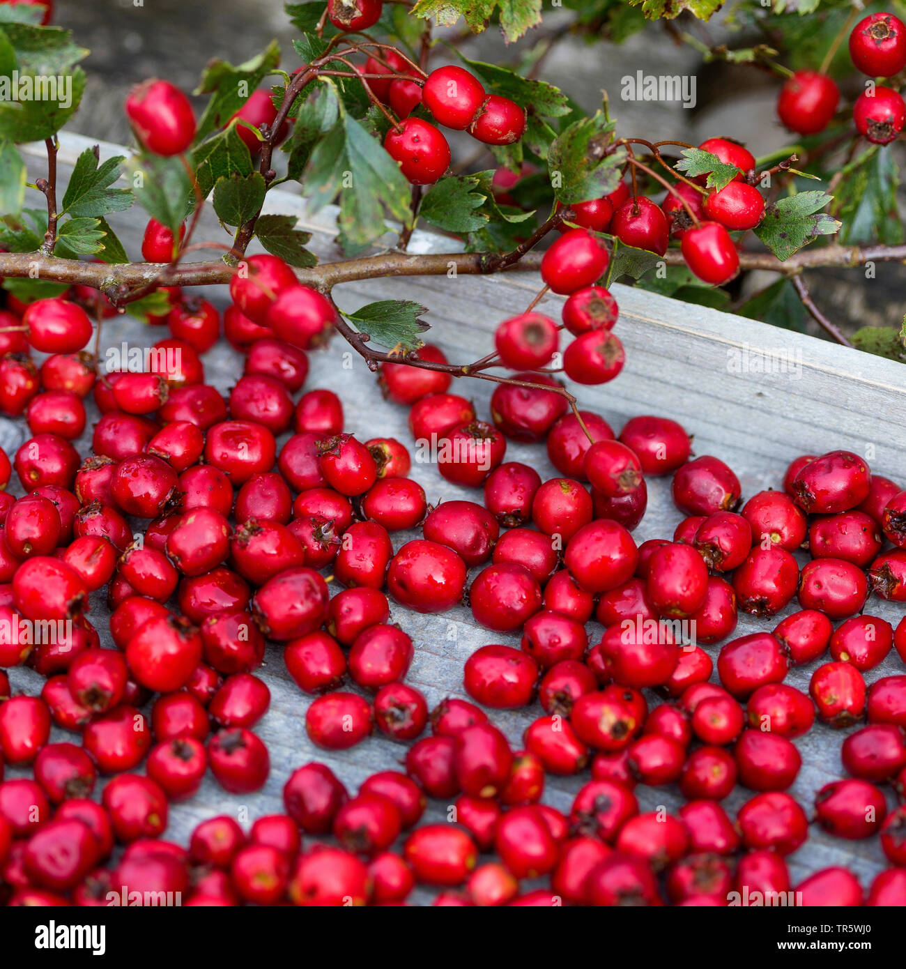 hawthorn, white thorn, hawthorns (Crataegus spec.), collected hawthorn berries, Germany Stock Photo