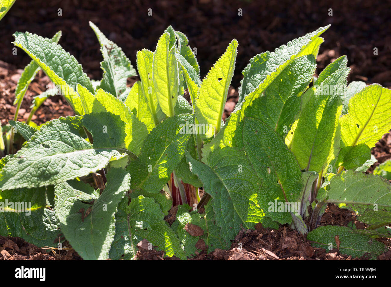 clasping-leaf mullein (Verbascum phlomoides), fresh leaves, Germany Stock Photo